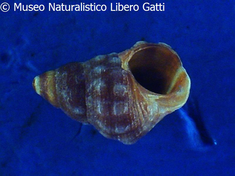 no photo for this shell